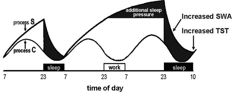 Borbély's two process model of sleep regulation