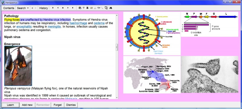 SuperMemo: A topic about henipavirus in the HTML component on the left and 4 images taken from it with Download images (Ctrl+F8) in their individual image components on the right